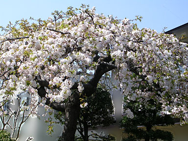 近所の枝垂れ桜その一