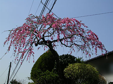 近所の枝垂れ桜その二